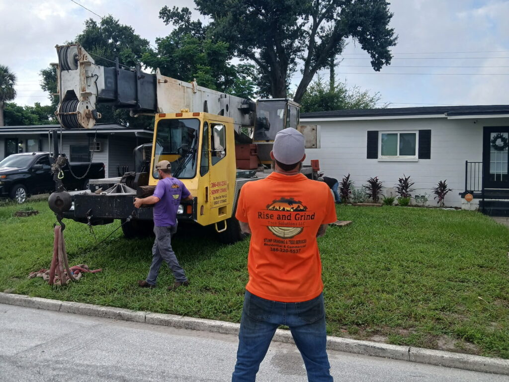 tree pruning in apopka - tree service in apopka