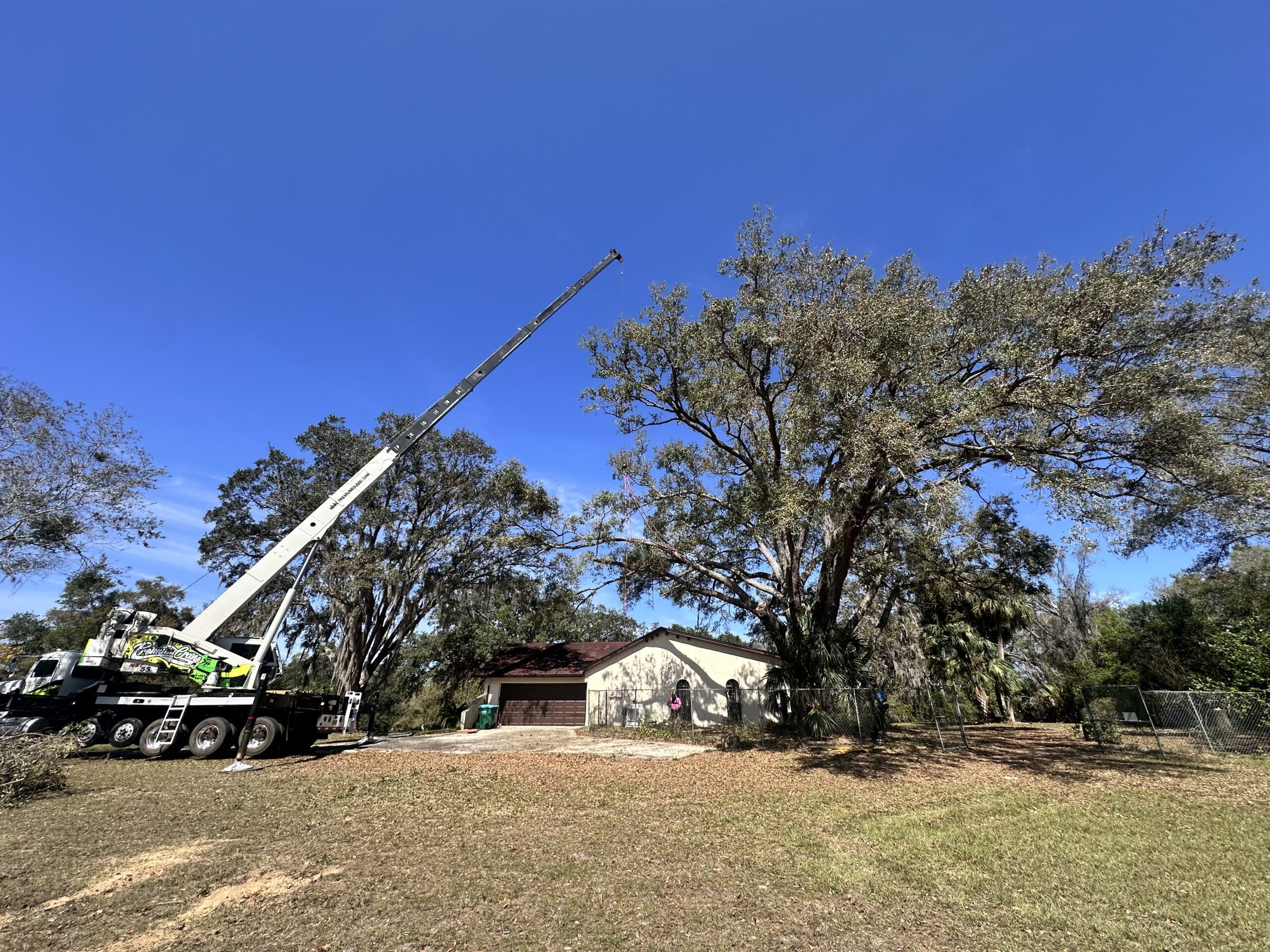 Tree Removal in Oviedo