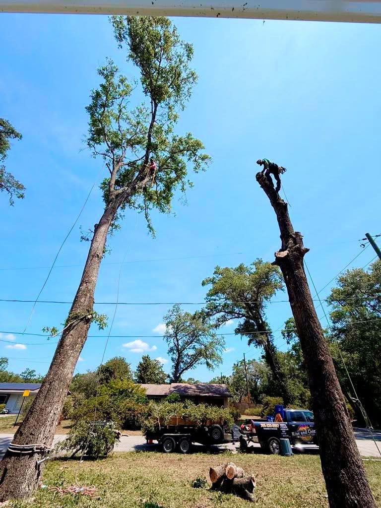 Tree trimming near power lines