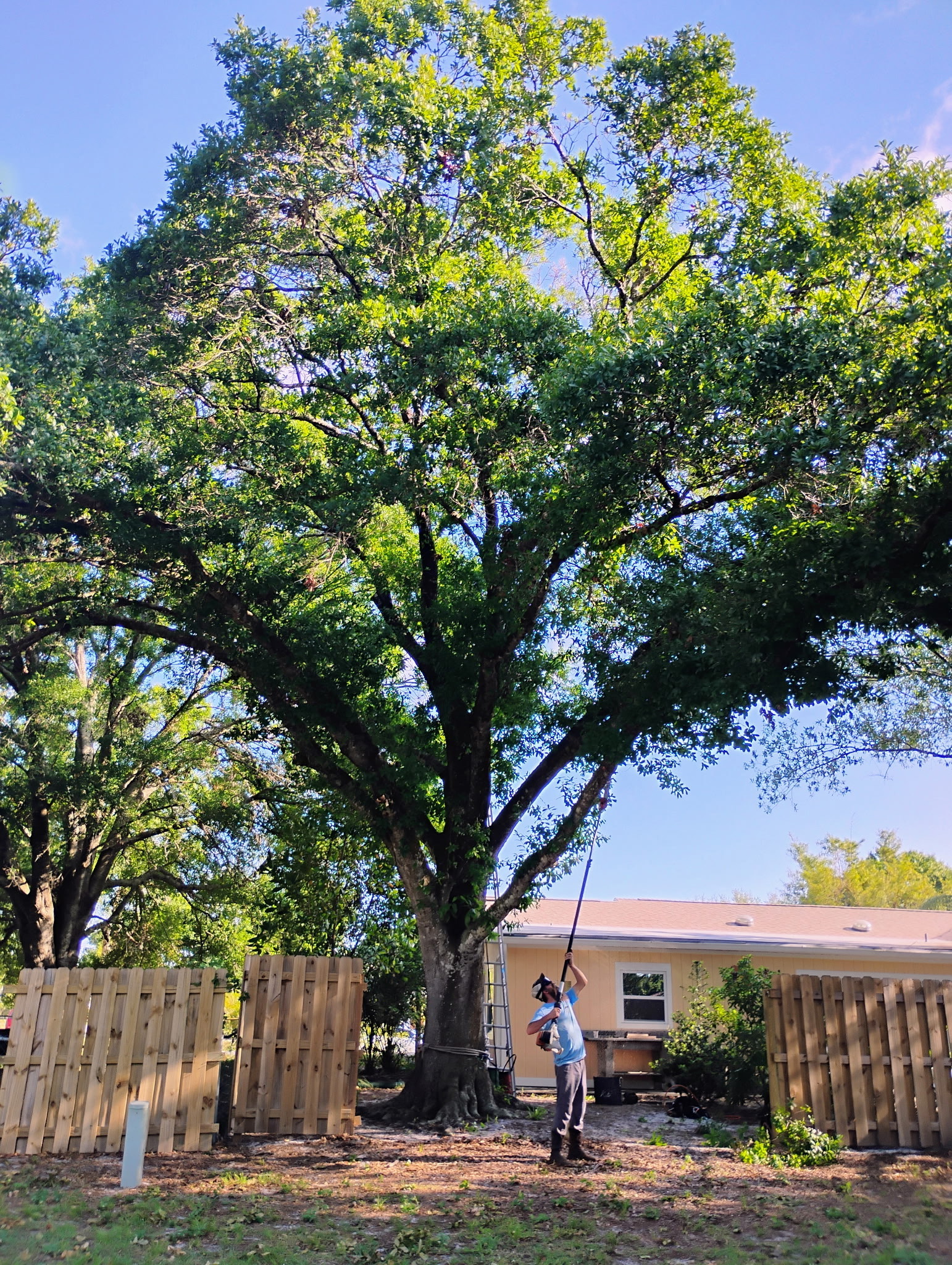 Tree Pruning in DeBary